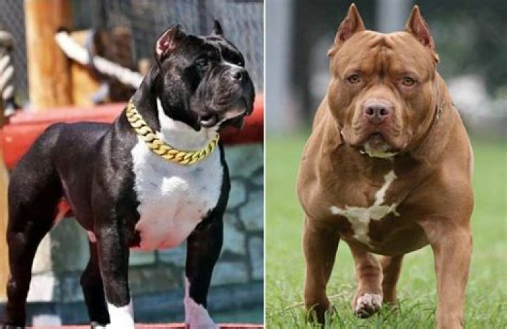 Are pit bulls kid friendly? – Celebrity.fm – #1 Official Stars, Business & People Network, Wiki, Success story, Biography & Quotes