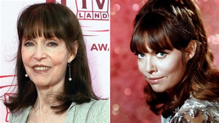 Barbara Feldon (TV Actress) - Age, Birthday, Bio, Facts, Family, Net Worth, Height & More