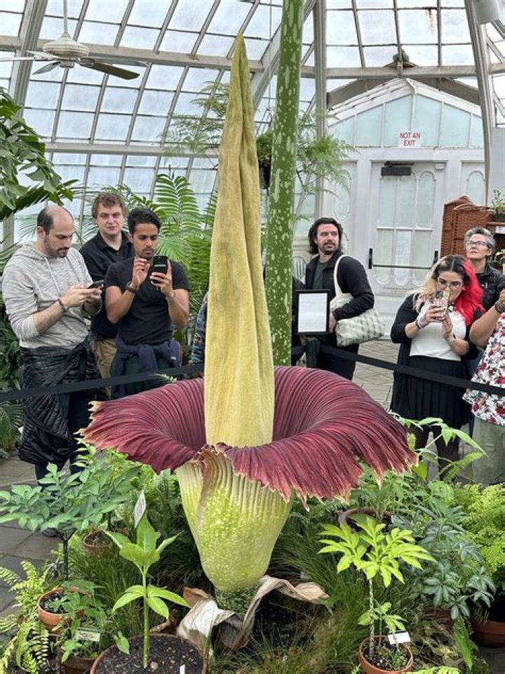 Can I grow a corpse flower at home? – Celebrity.fm – #1 Official Stars, Business & People Network, Wiki, Success story, Biography & Quotes
