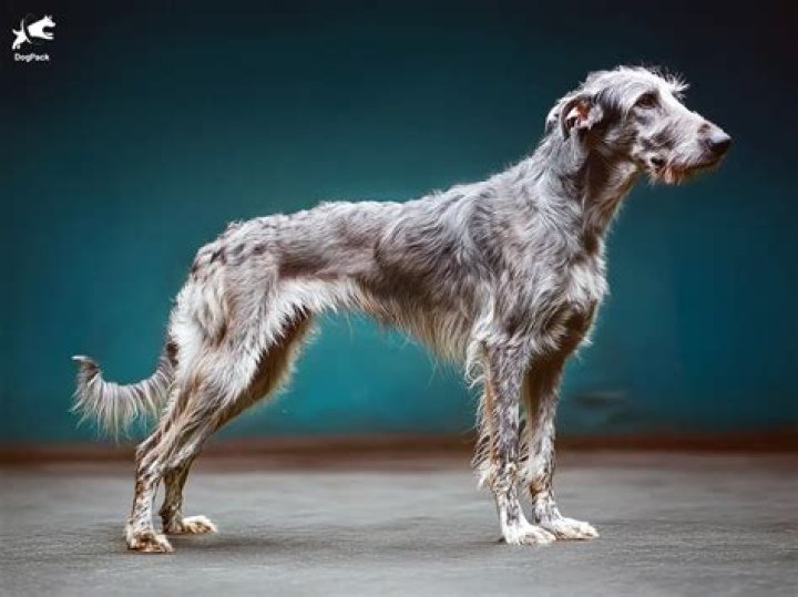 Is a Deerhound a good Patronus?