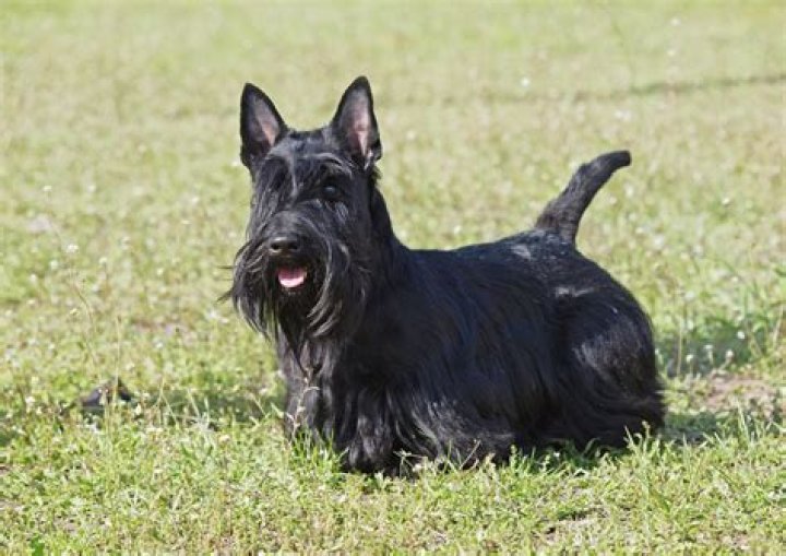 Is a Scottish terrier the same as a schnauzer?