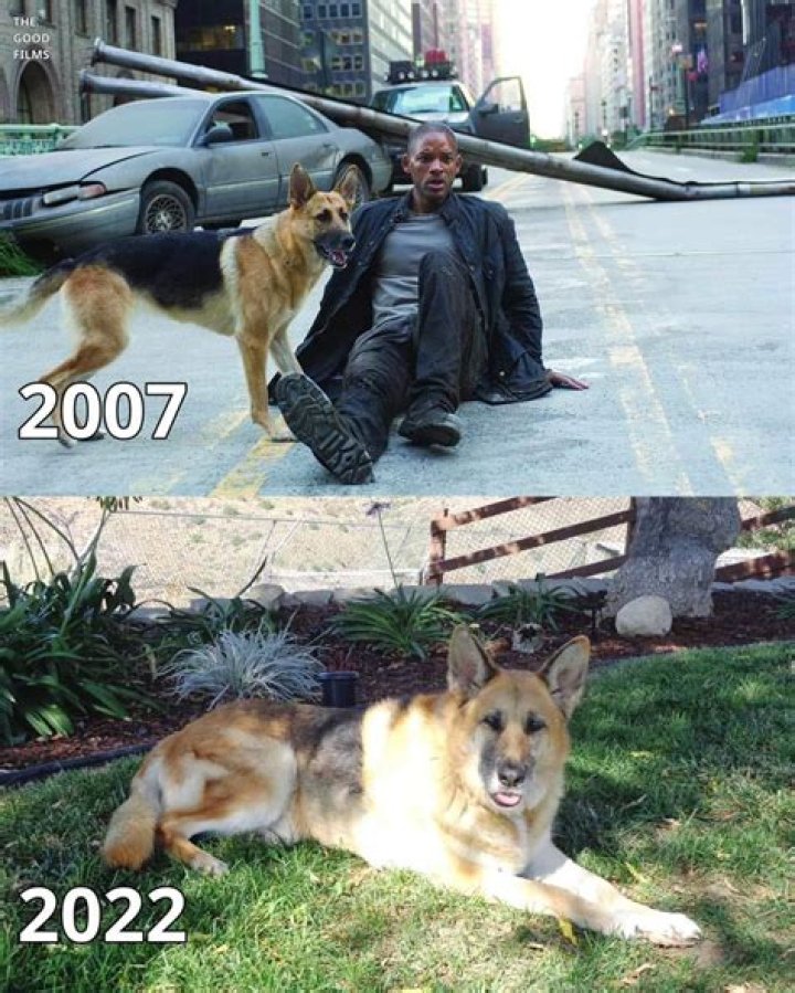 Is the dog from I Am Legend Still Alive 2019?