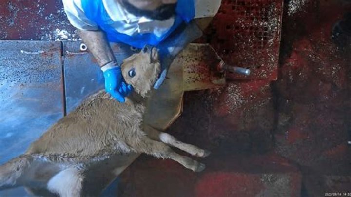 Joaquin Phoenix Turns His Words Into Action As He Rescues Cow & Calf From Slaughterhouse