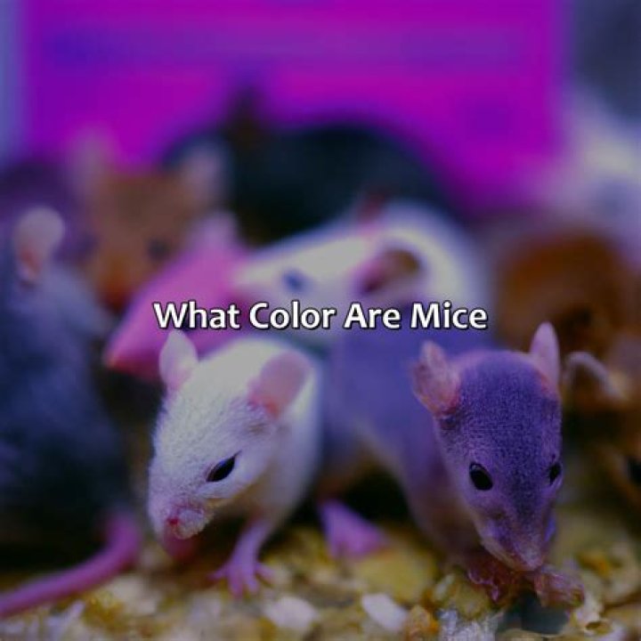 What are Ice Mice?