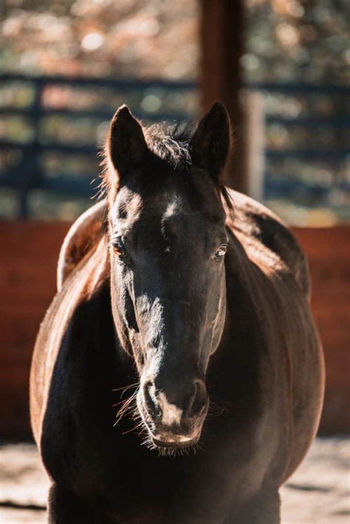 What breed is Raven from Free Rein? – Celebrity.fm – #1 Official Stars, Business & People Network, Wiki, Success story, Biography & Quotes